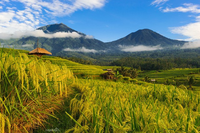 Jatiluwih Rice Terraces