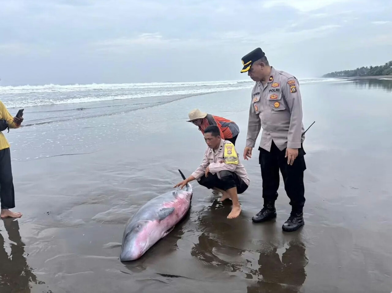 Weakened Dwarf Whale Rescued from Jembrana Beach