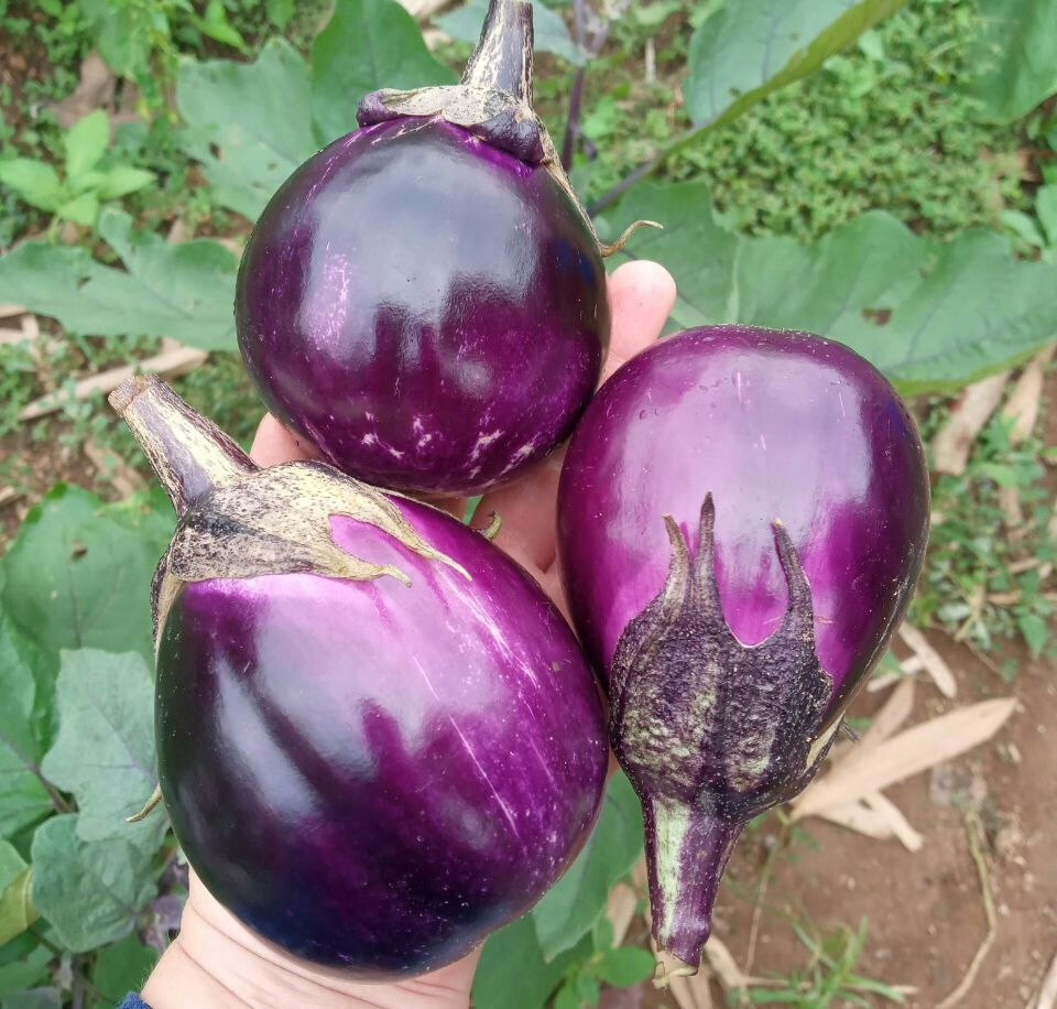 Your Own Tropical Garden: Growing Food in Bali