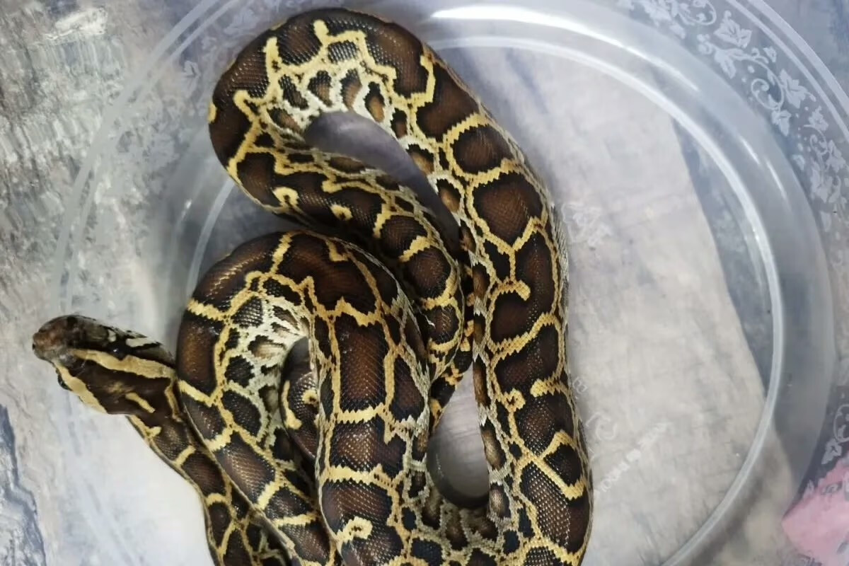 Wild Cargo: 202 Animals Intercepted at Bali Airport