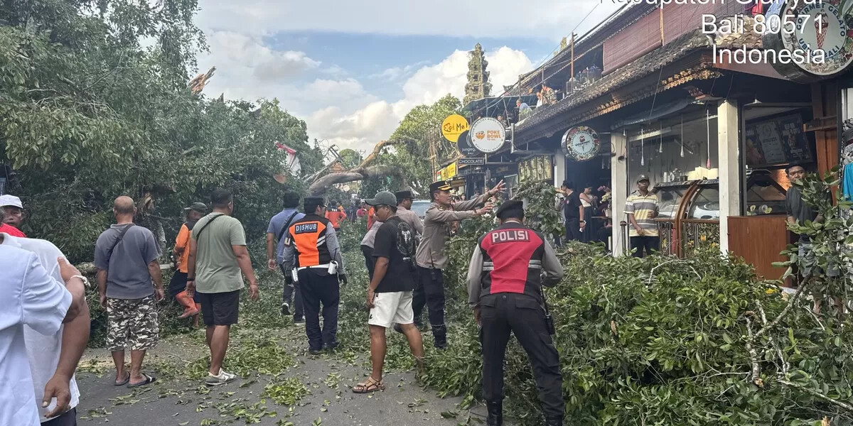 Massive Banyan Tree Collapse in Ubud Damages Nearby Buildings