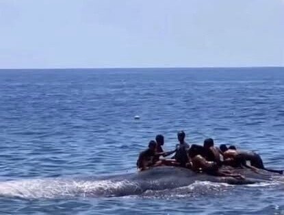 Viral Video: Kids Climb Onto Giant Whale in Indonesia