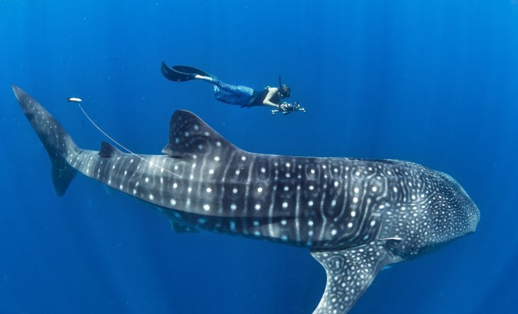 Snorkeling with Whale Sharks