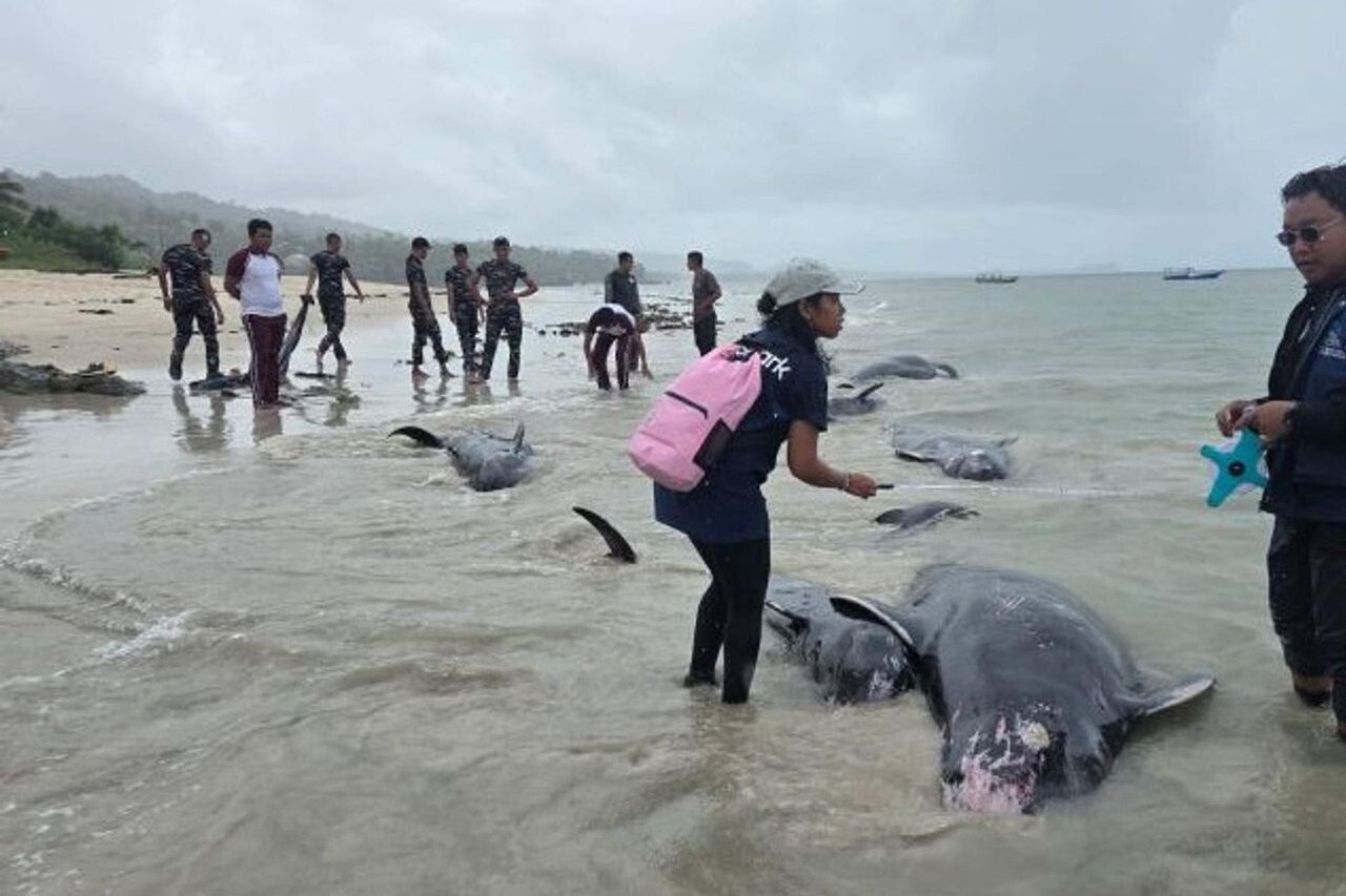 55 Dolphins Found Washed Ashore on Indonesian Island