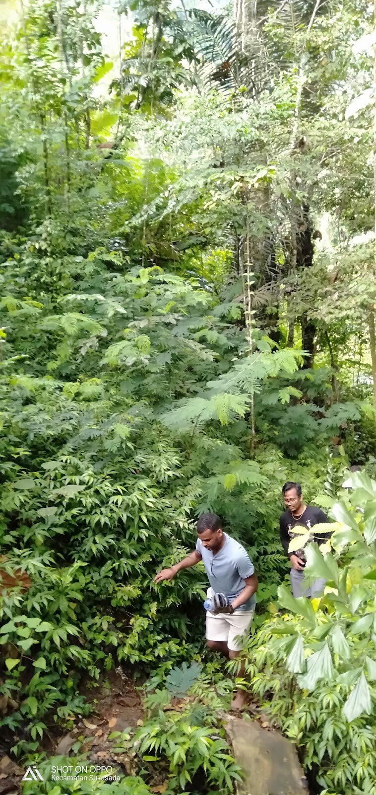 Gitgit Waterfall