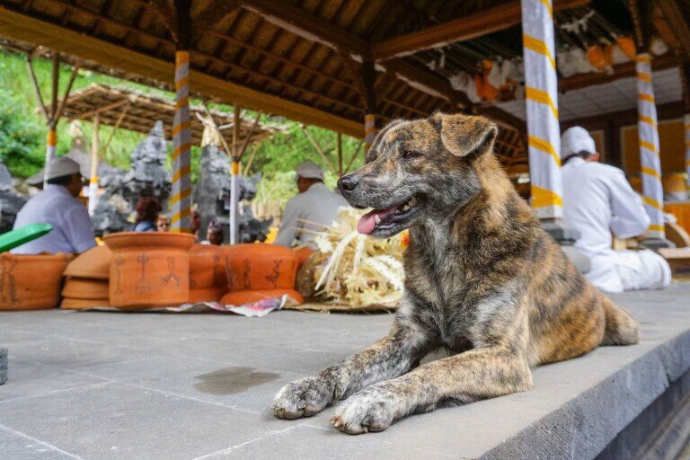 Mass Rabies Vaccination Targets 10,000 Dogs in Tabanan
