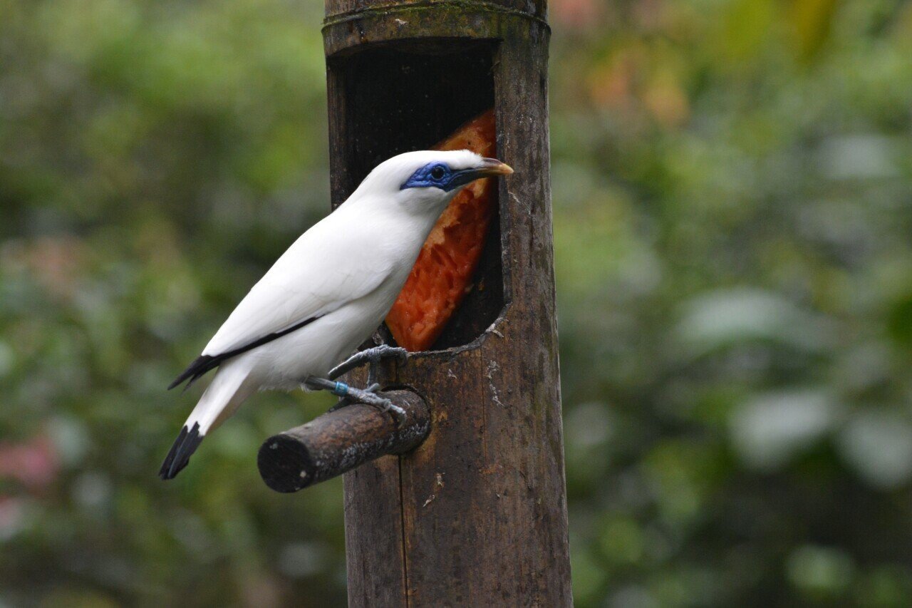 Bali Releases Dozen of Its Rarest Birds