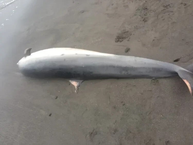 Dolphin Found Dead on Jembrana Shore