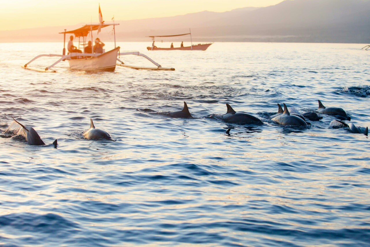 Dolphins in Bali