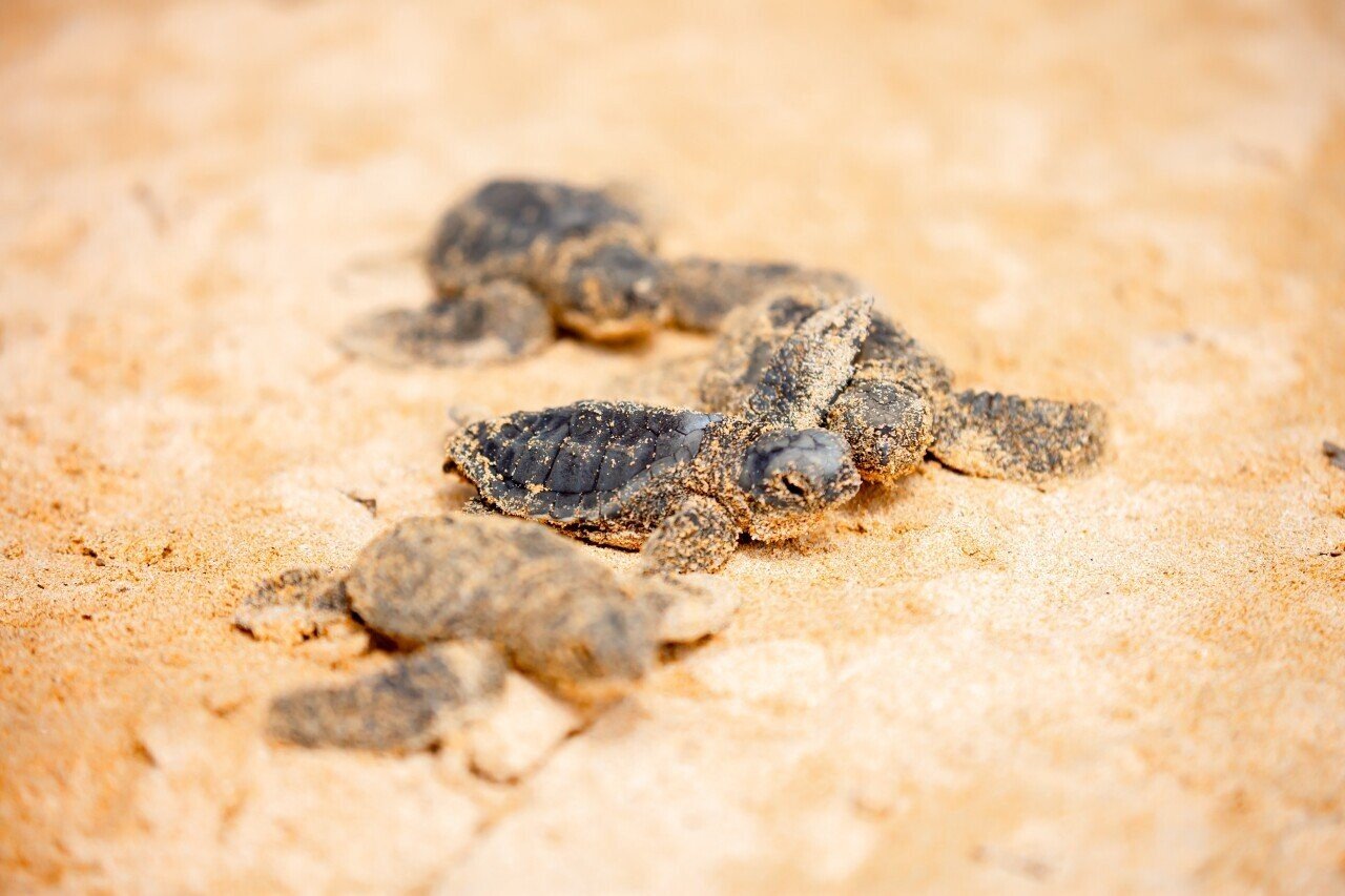 Turtle Nesting Season Starts in South Bali