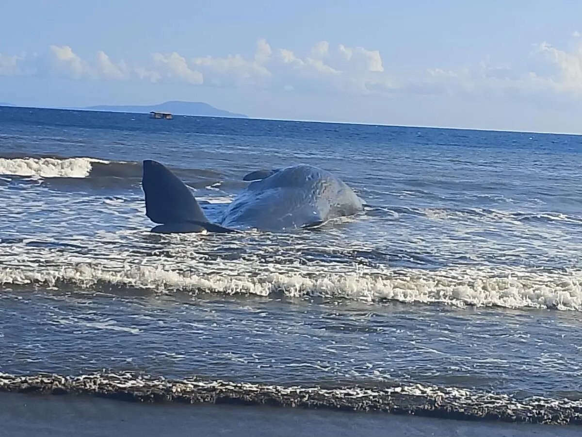 Massive Whale Washes Up Dead in Bali