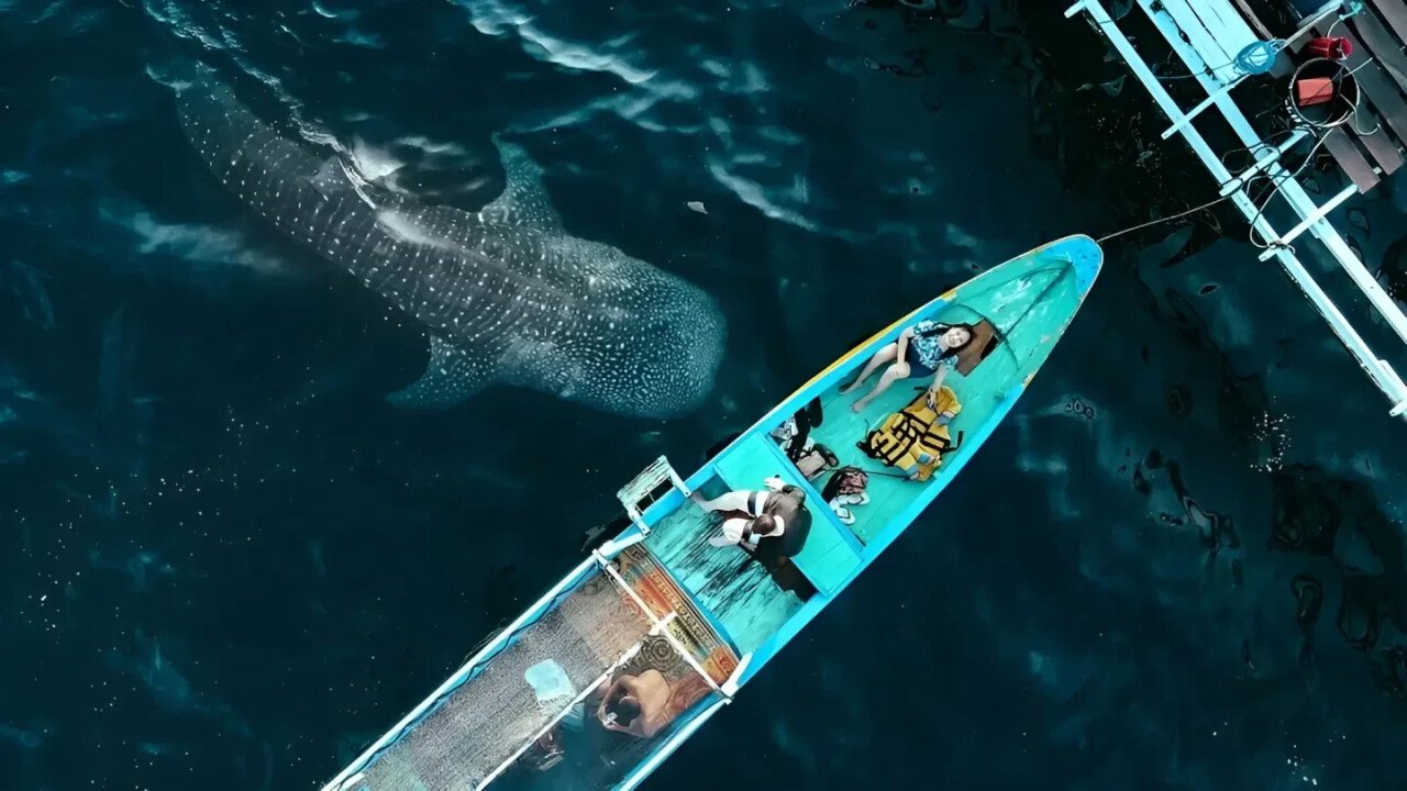 Meeting Whale Sharks: A Trip to Sumbawa
