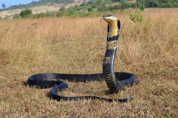 Giant Cobra Appears Early in Bali’s Dry Season
