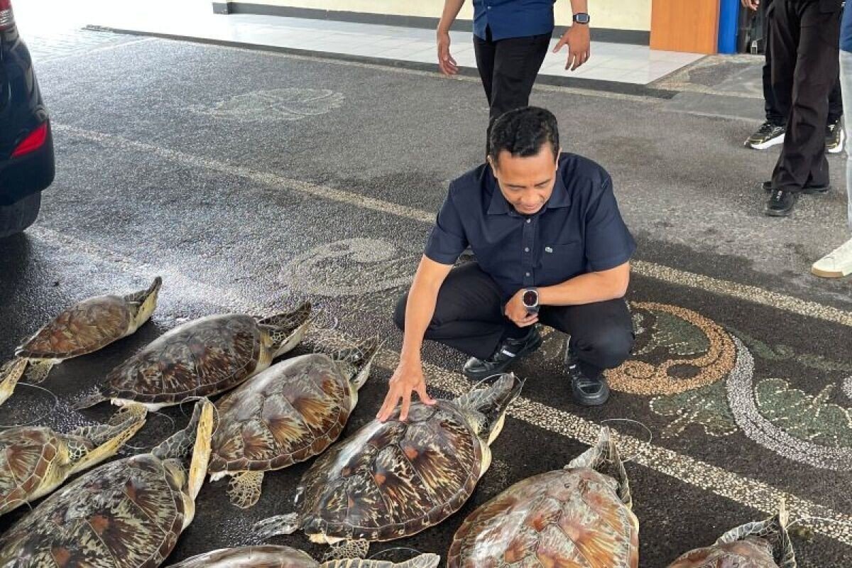 Illegal Turtle Smuggling Ring Busted in North Bali