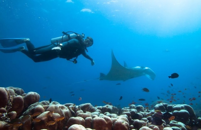 Diving in Bali: Best spots, marine life, and diving features