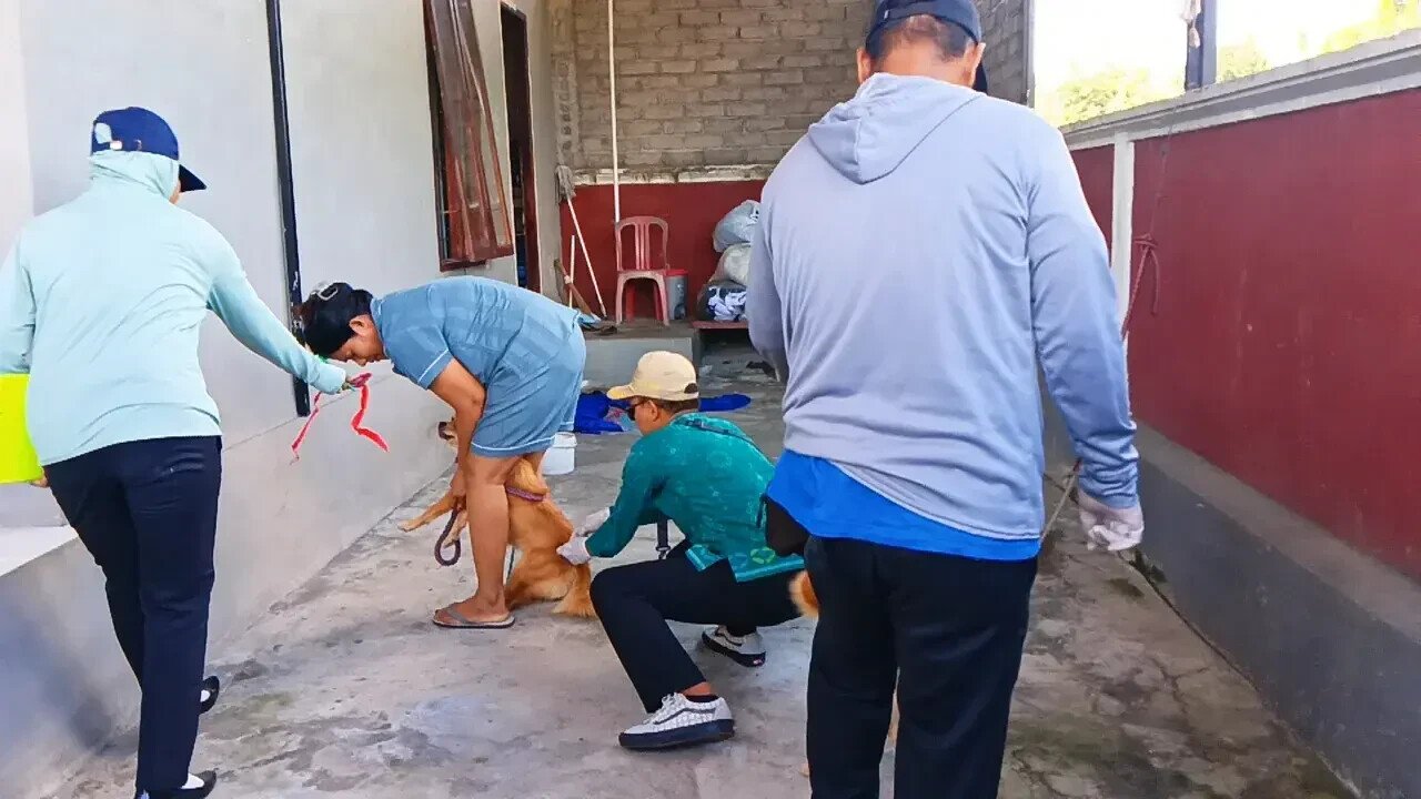 Jembrana Launches Urgent Dog and Cat Rabies Vaccinations