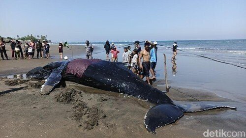 Stranded Humpback Whale Dies Despite Rescue Efforts
