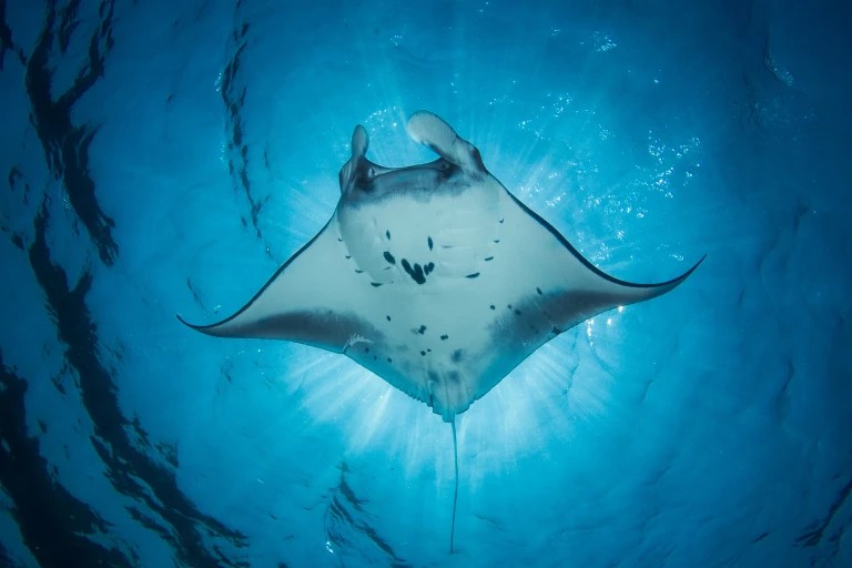 Komodo National Park has become home to the world's largest manta rays