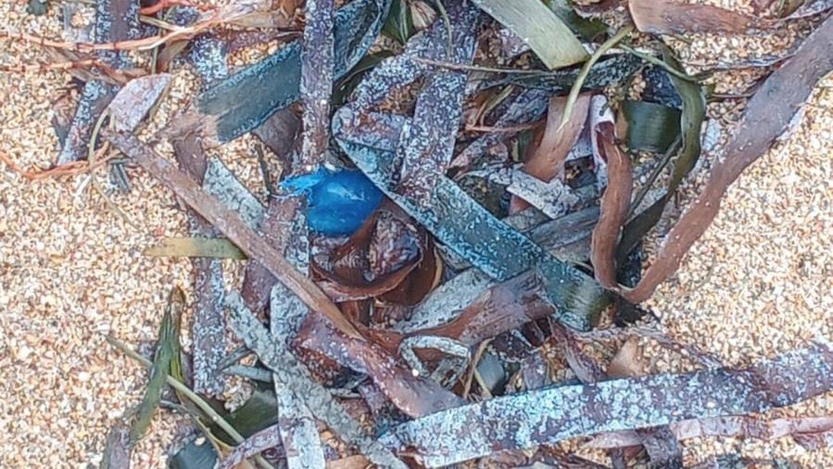 Blue Bottle Jellyfish Spotted Off Sanur Beach