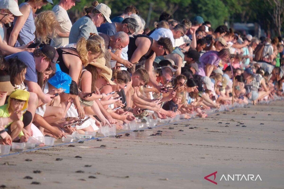500 Baby Turtles Released into the Ocean at Kuta Beach