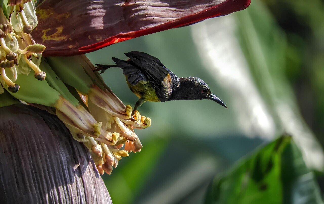 Where to Spot Birds-of-Paradise in the Wild