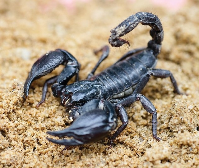 What to do in case of a scorpion bite?