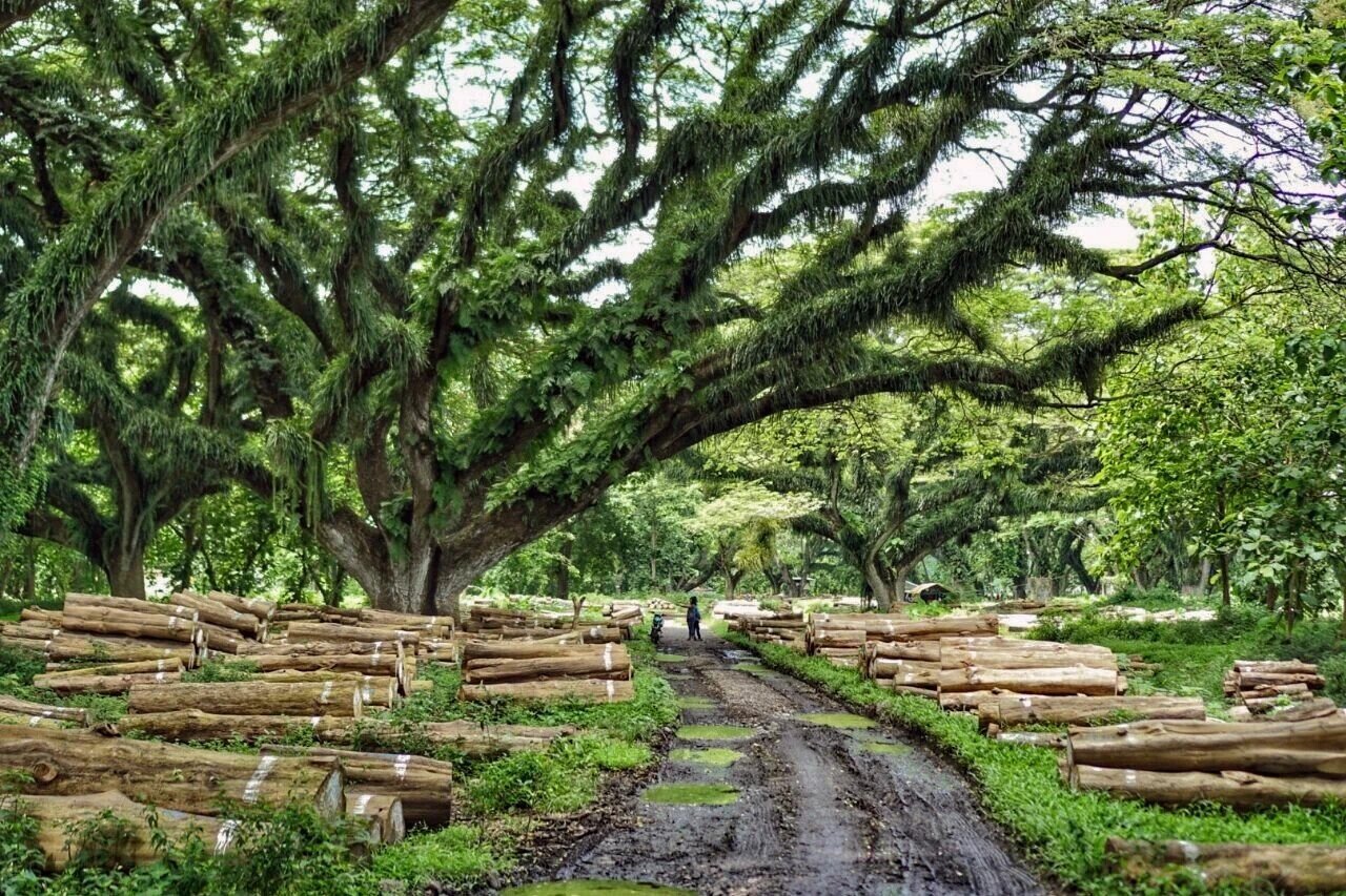Java Beyond the Ordinary: Where Nature Gets Wild
