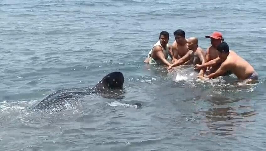 Three-Hour Rescue Effort to Save Whale Shark in North Bali
