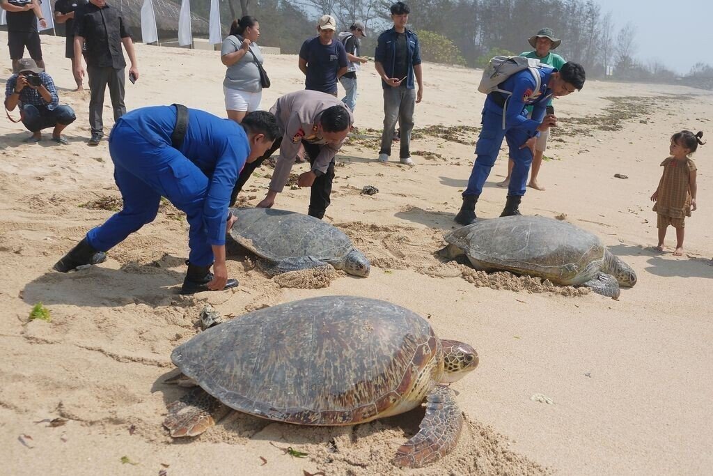 20 Turtles Saved from Traffickers Released off Serangan