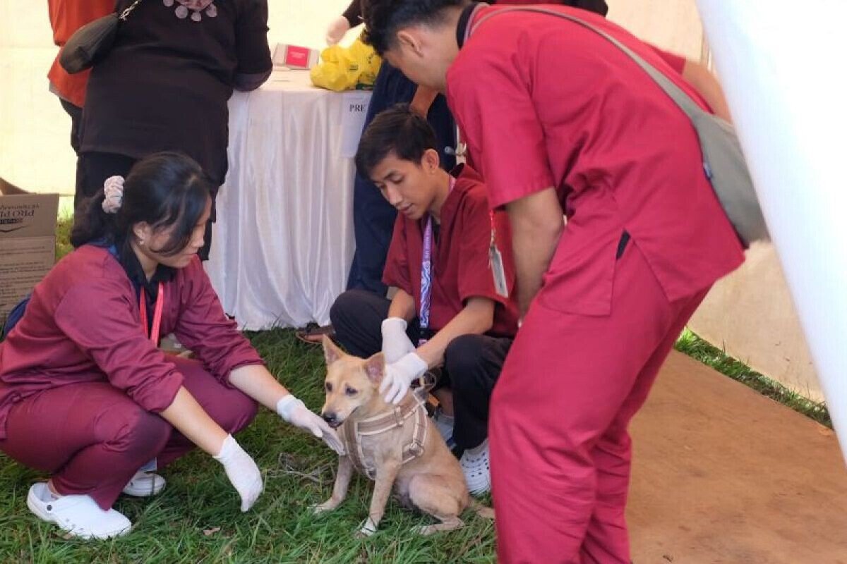 More Than 50% of Bali’s Dogs Protected Against Rabies