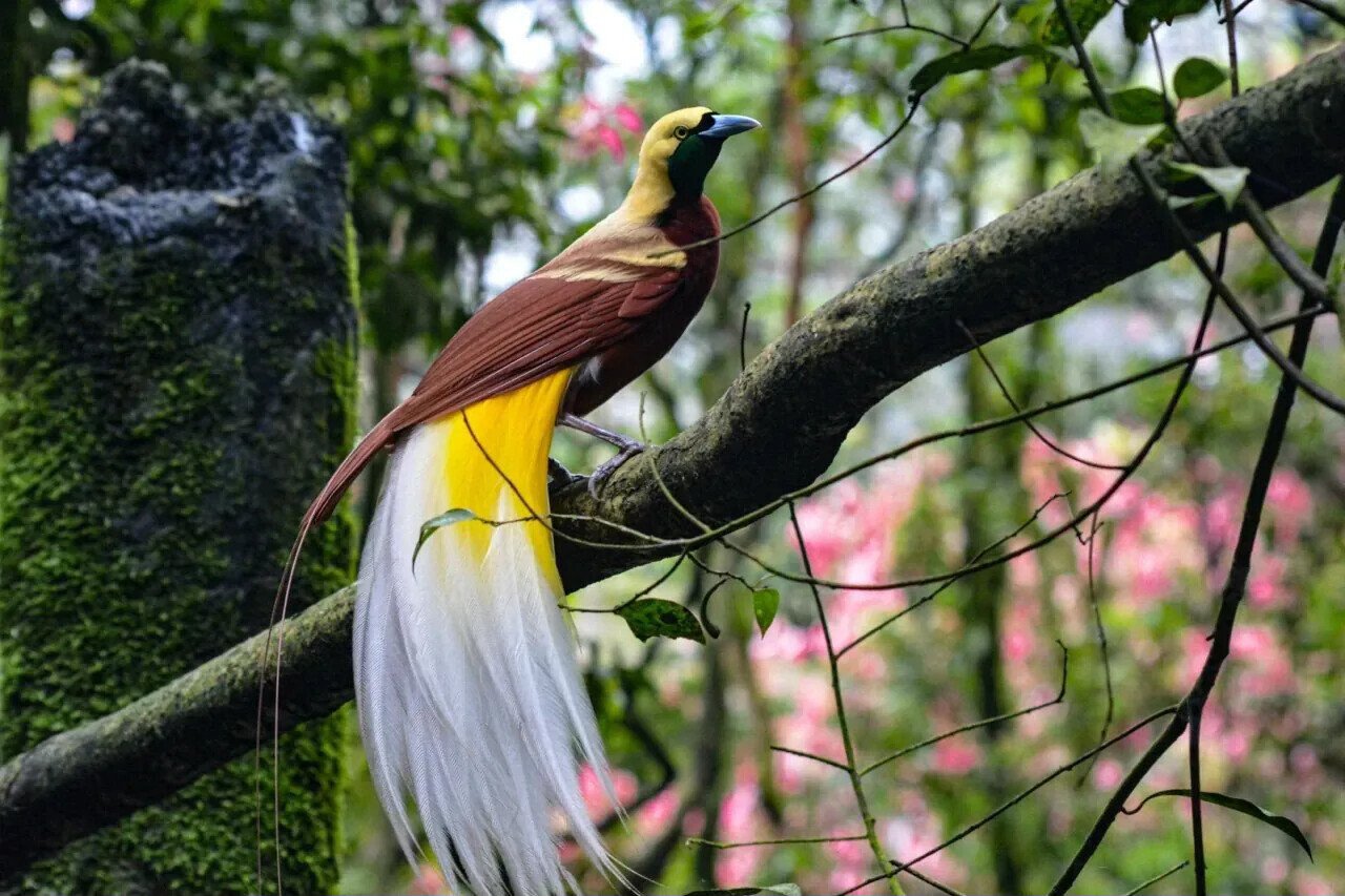 Into the Heart of West Papua: A Bird of Paradise Adventure