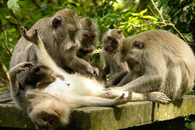 Sacred Monkey Forest Sanctuary