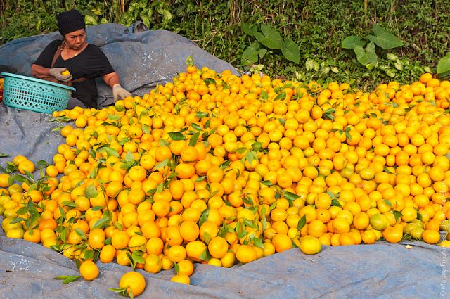 Mandarin Plantations