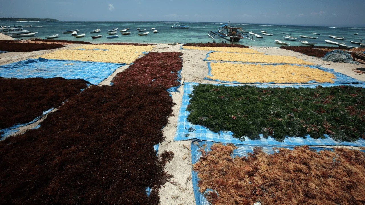 Seaweed Farm on Nusa Penida. New Attraction for Tourists