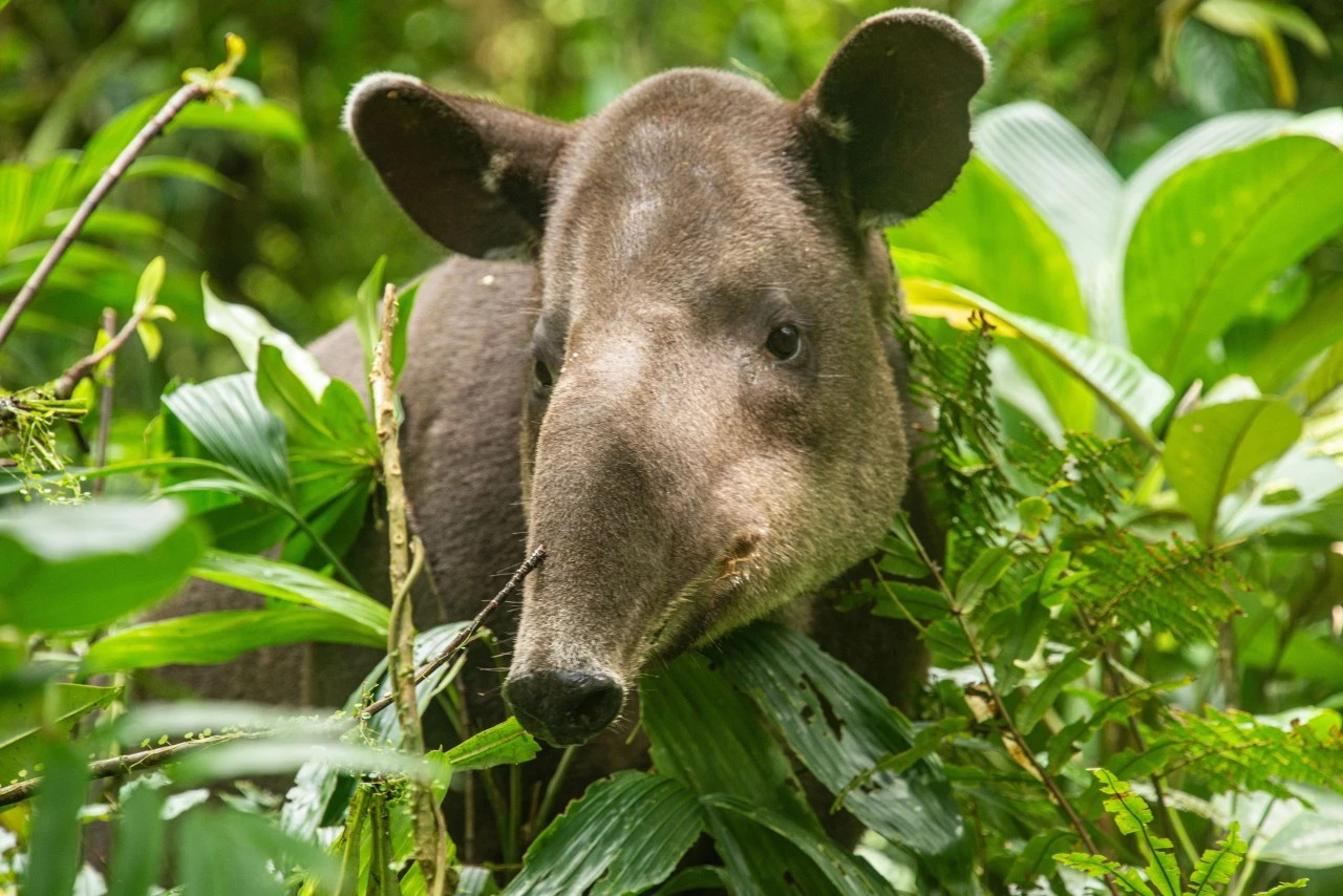 Bali Zoo Newest Addition - Asian Tapir