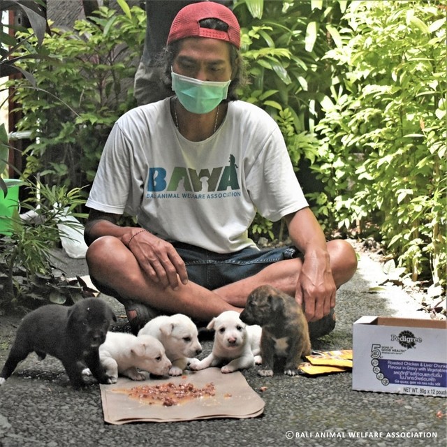 Animal Protection Organizations In Bali. Shelters And Foster Care For Animals