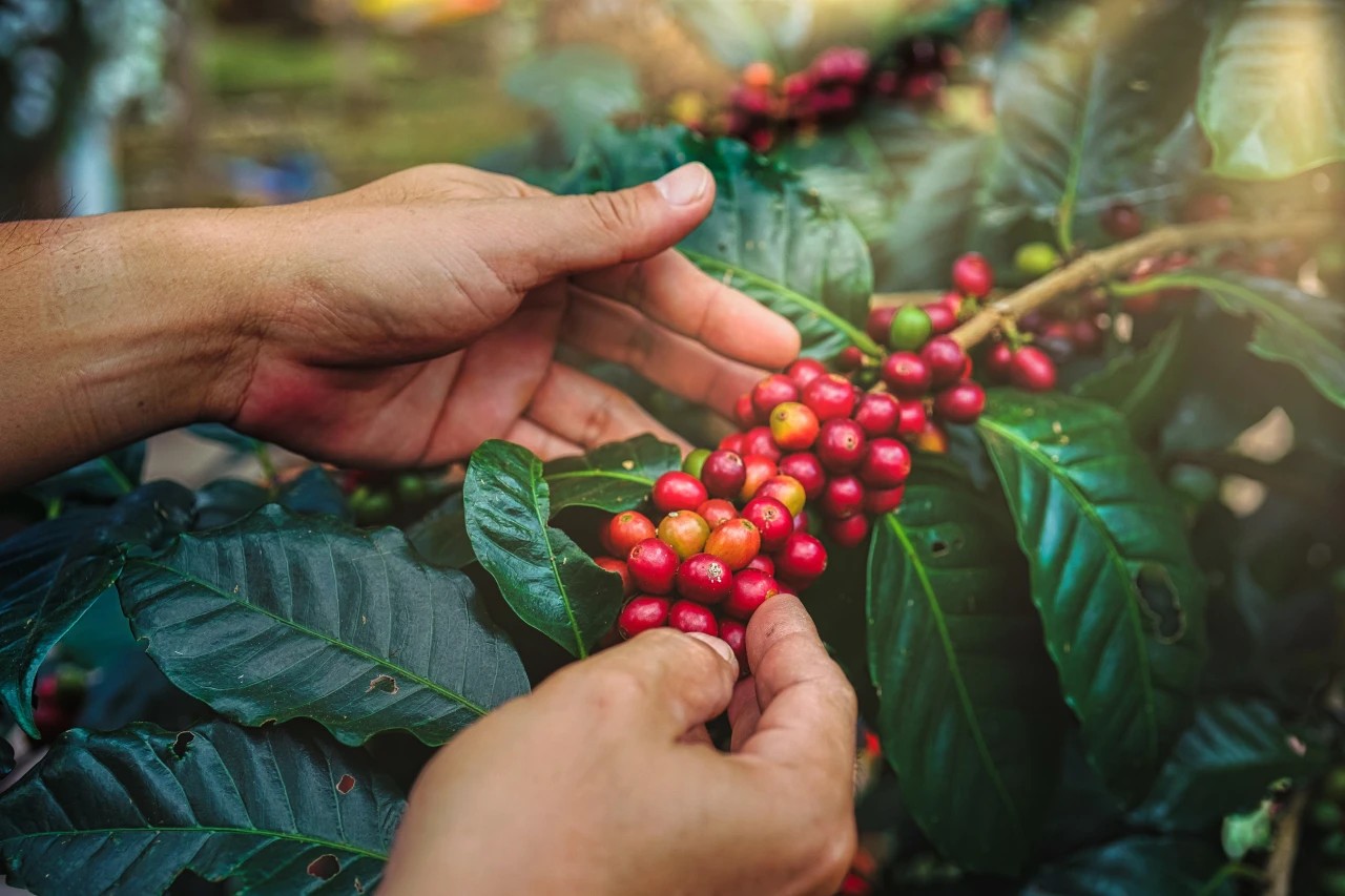 Coffee in Bali. Where can I buy good coffee in Bali?