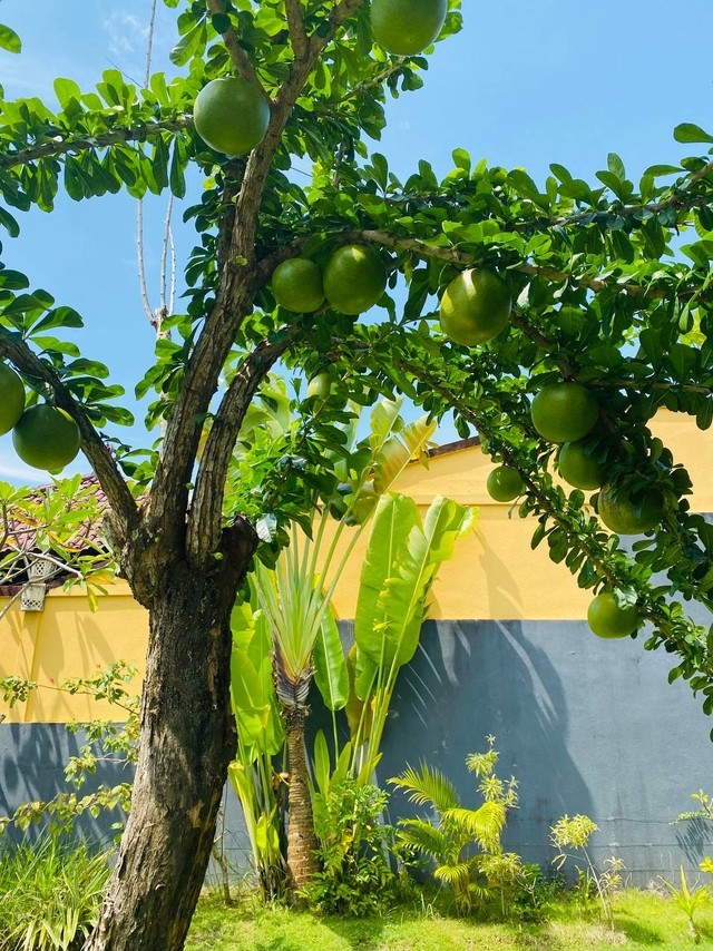 Strychnine Tree and Its Vomit Nuts: A Decorative Hazard in Bali