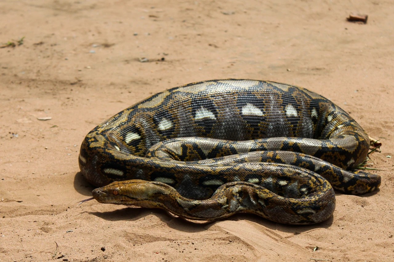 Giant Python Devours Woman in Indonesia