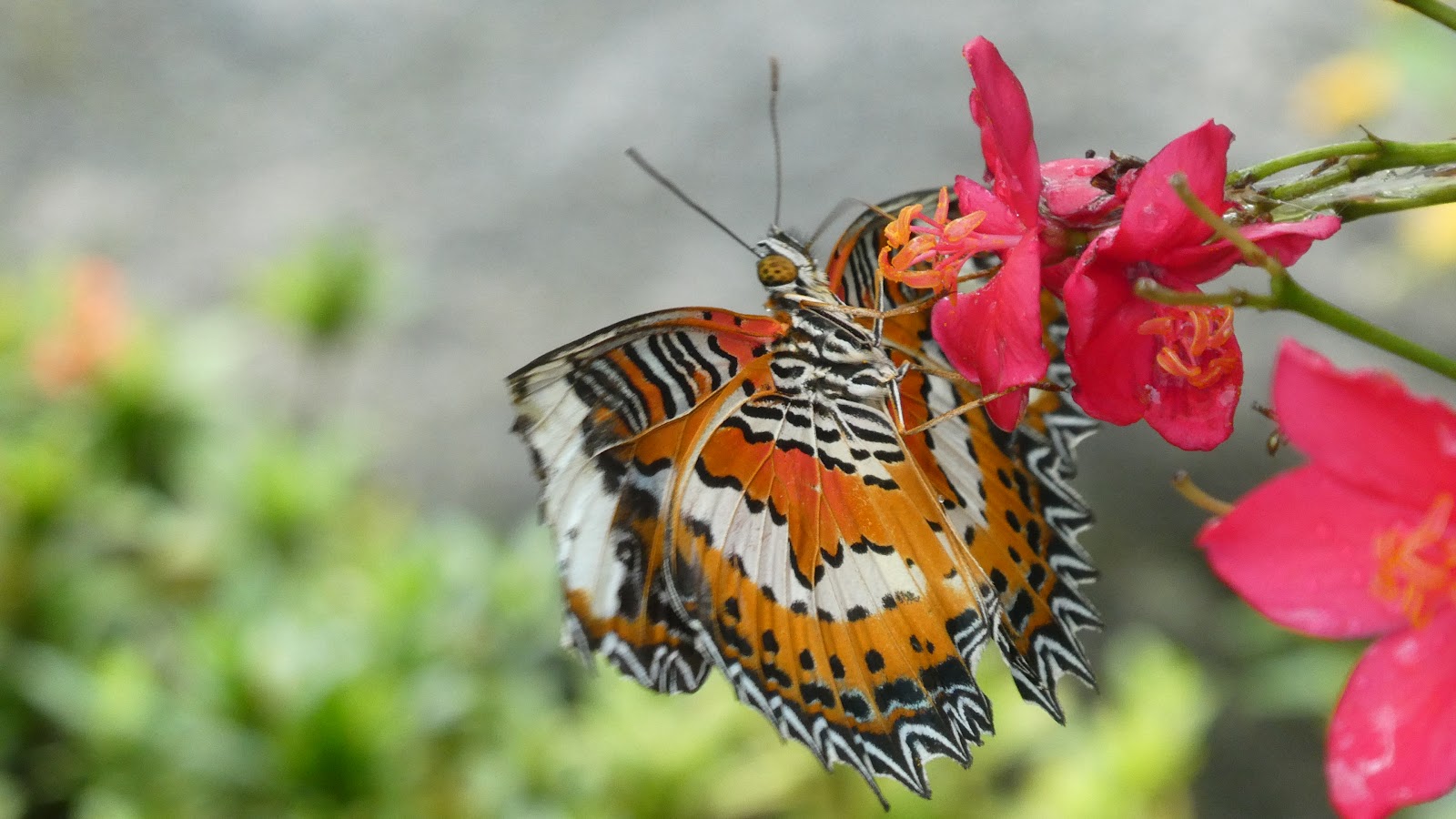 Kemenuh Butterfly Park, Bali