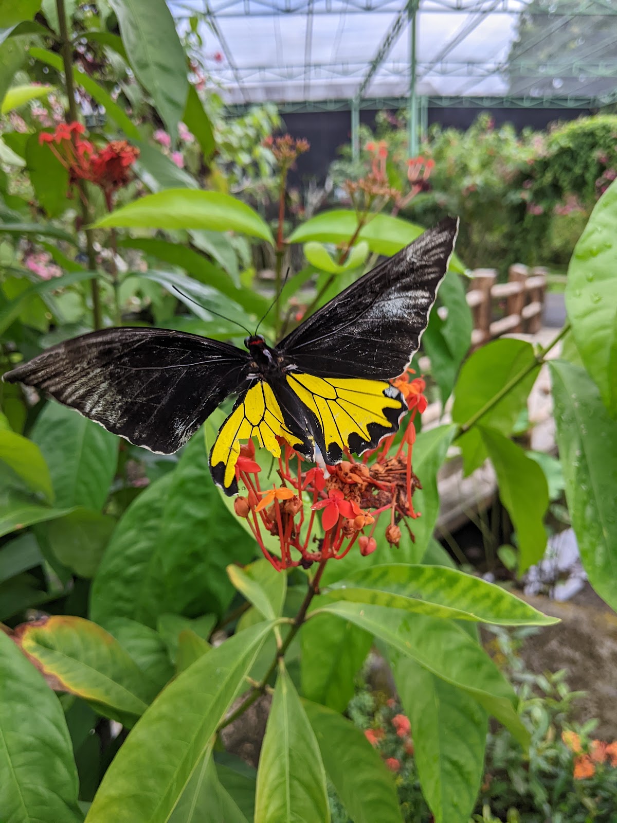 Zoo Kemenuh Butterfly Park, Bali 142929