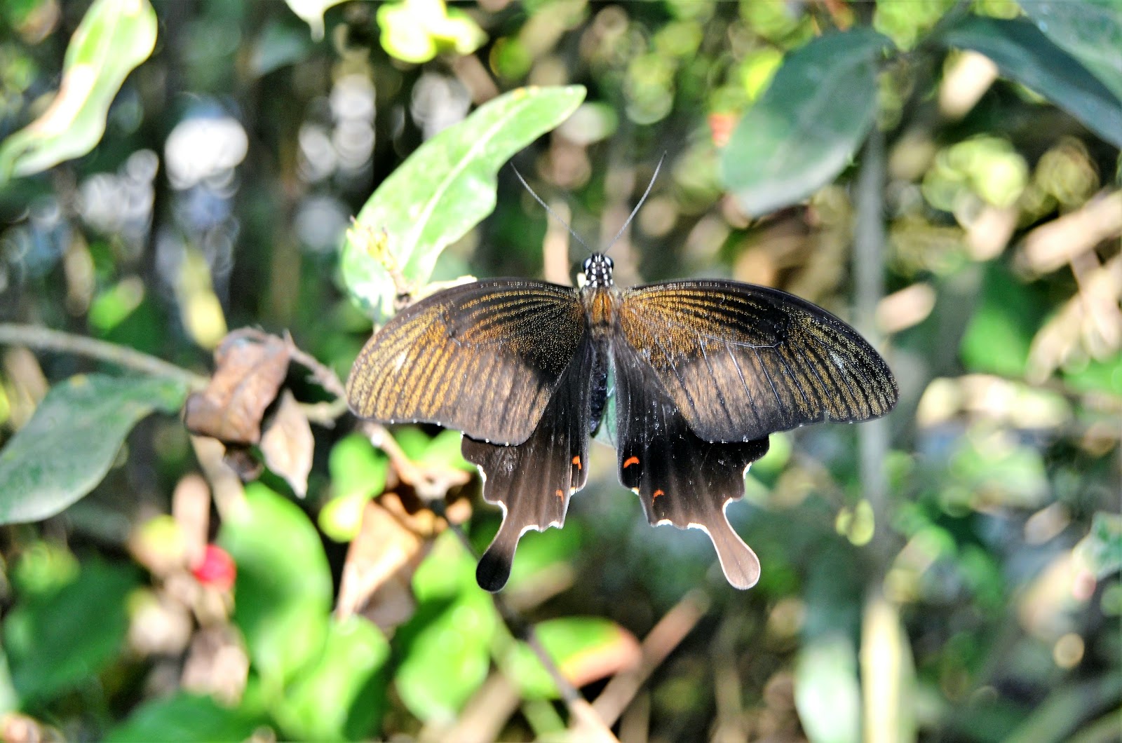 Kemenuh Butterfly Park, Bali