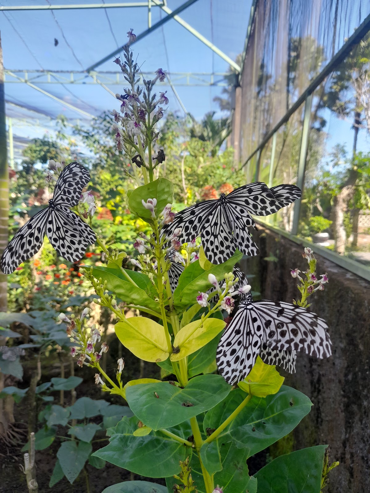 Kemenuh Butterfly Park, Bali