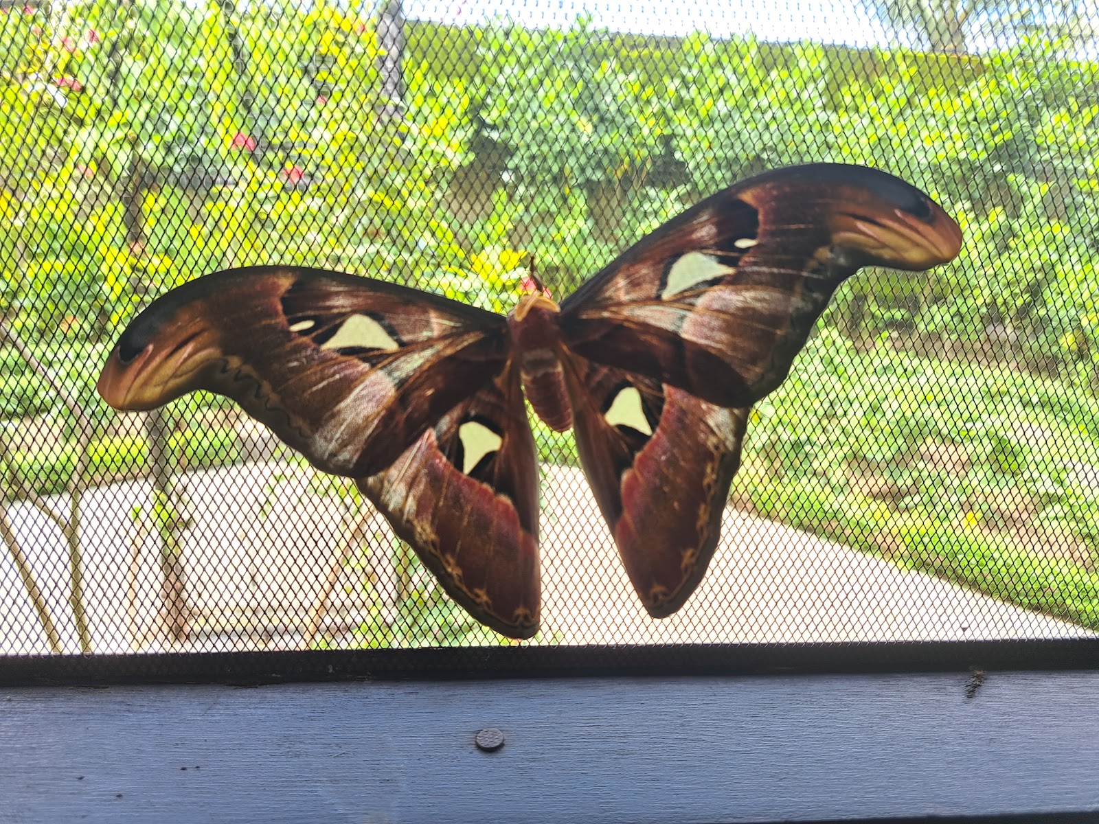 Kemenuh Butterfly Park, Bali