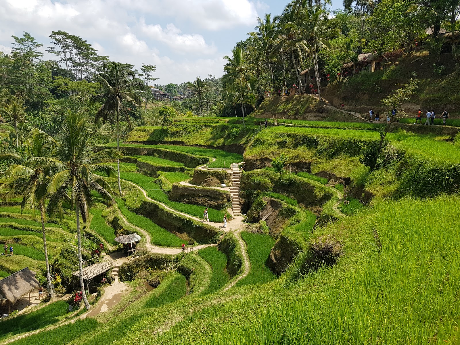 Walking route Tegallalang Rice Terrace 143203