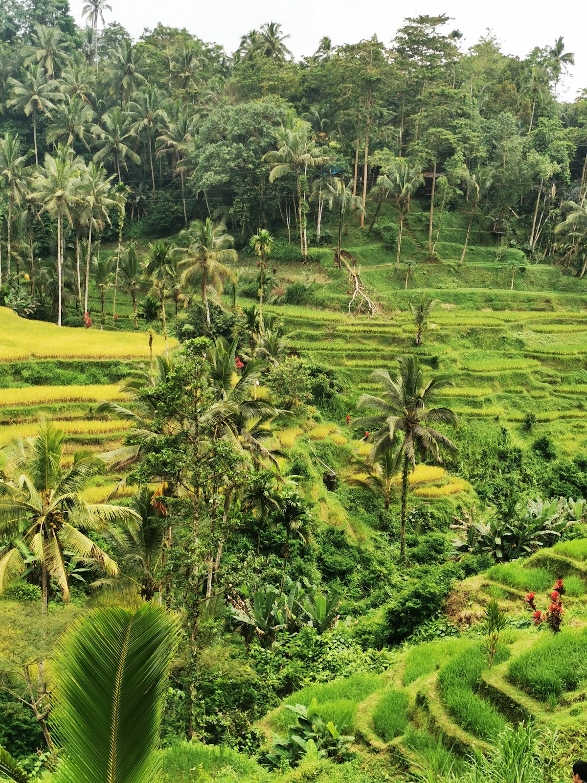 Walking route Tegallalang Rice Terrace 143204