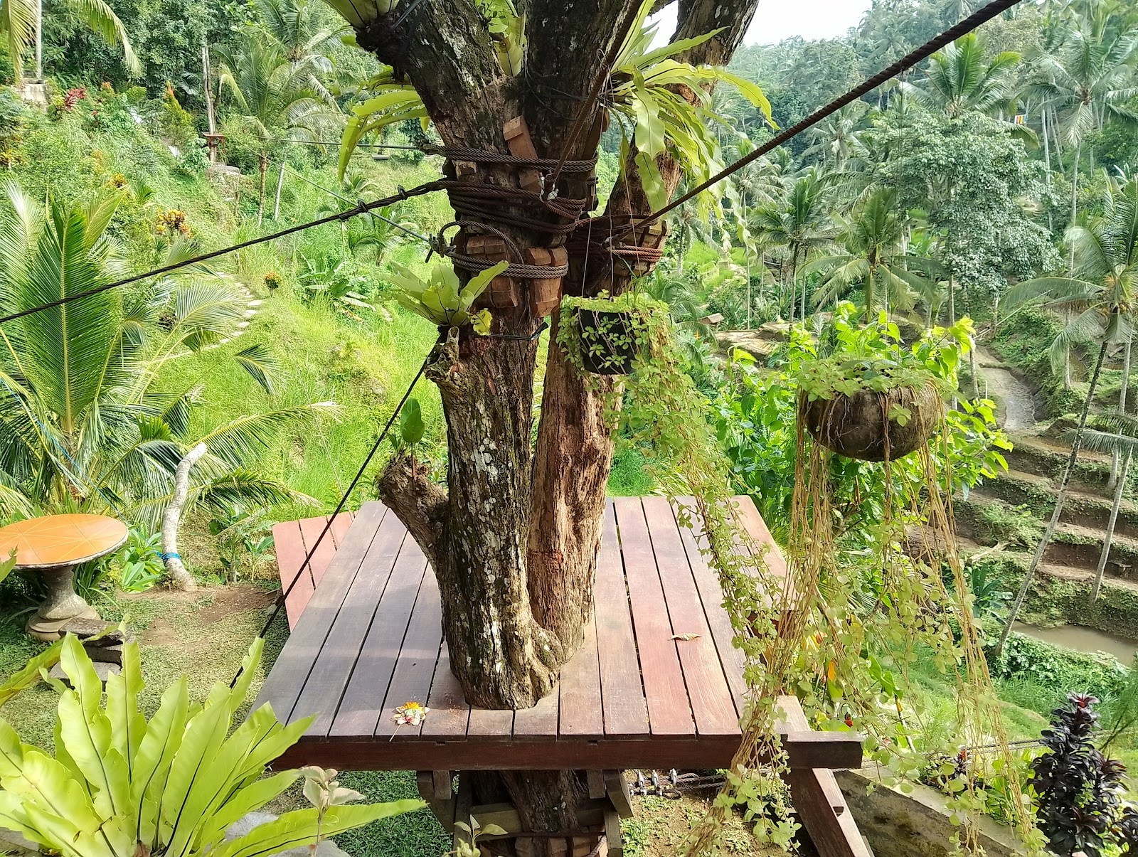 Tegallalang Rice Terrace