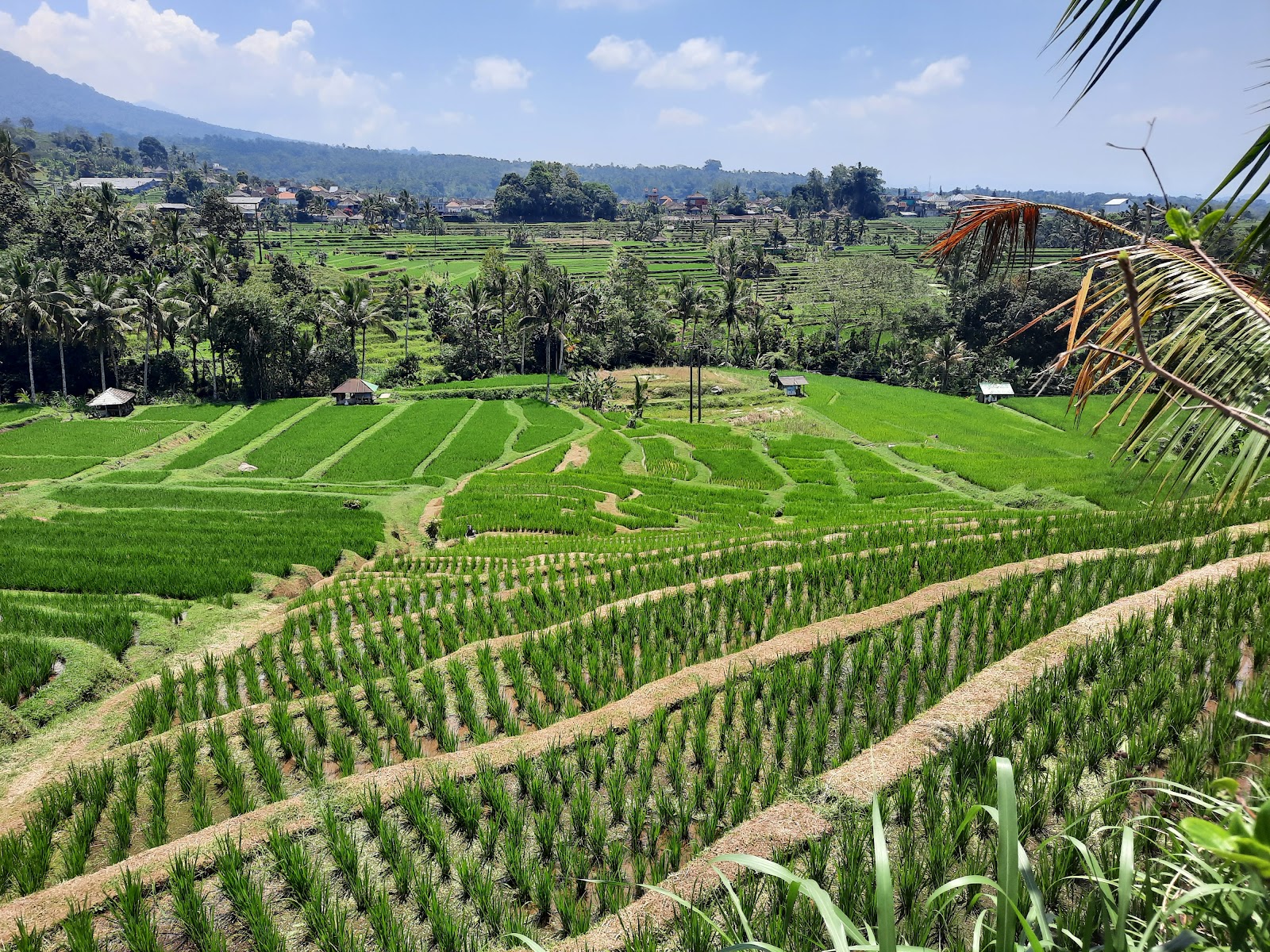 Tegallalang Rice Terrace