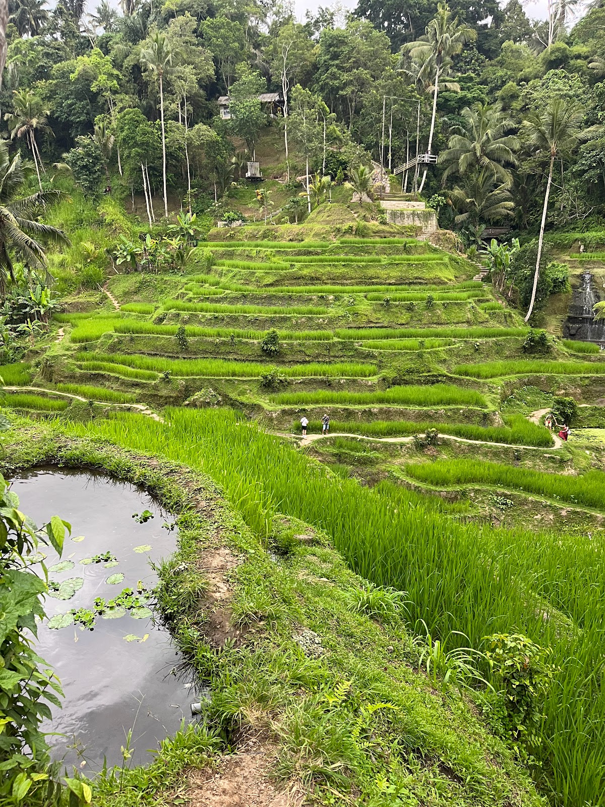 Tegallalang Rice Terrace