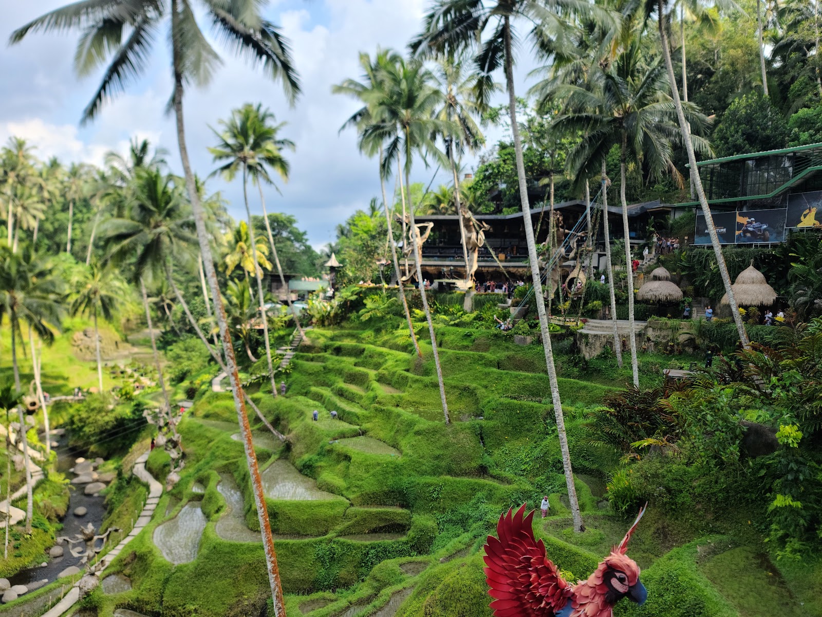 rice terraces Alas Harum Bali 143539